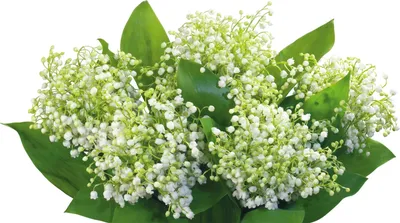 Обои flowers, цветы, бабочки, весна, белый фон на рабочий стол
