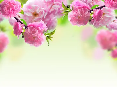 Обои весенняя природа, цветение, весенние цветы, фото бабочки, цветущее  дерево. Скачать фото весна 1920x1080