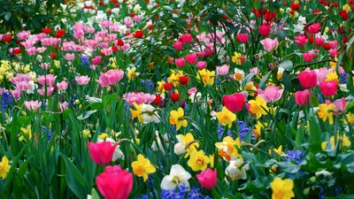 Картинки по запросу широкоформатные обои для рабочего стола весна |  Blossoms art, Wonderful flowers, Blossom