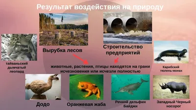 5 класс. Человек и мир. Влияние человека на природу Земли - YouTube