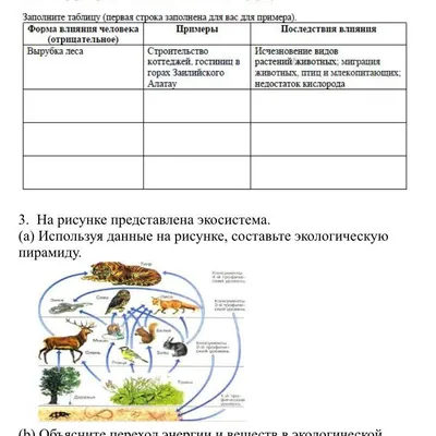 Презентация по окружающему миру \"Влияние человека на природу\"