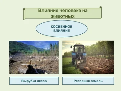 Презентация на тему: \"Воздействие человека на природу. \". Скачать бесплатно  и без регистрации.