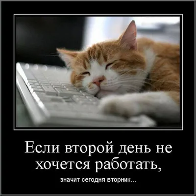 Прикольная картинка с надписями про вторник | Вторник, Работа юмор, Юмор  вторника
