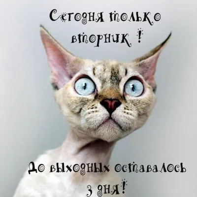 Картинки вторник на работу фотографии