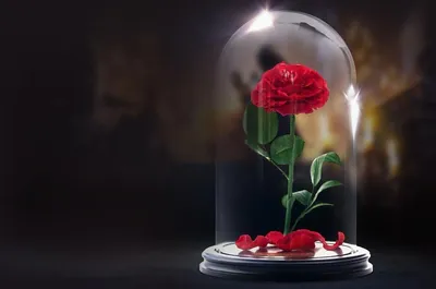 Пожелания на 8 марта любимой девушке (20 лучших фото)