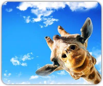 giraffe / смешные картинки и другие приколы: комиксы, гиф анимация, видео,  лучший интеллектуальный юмор.