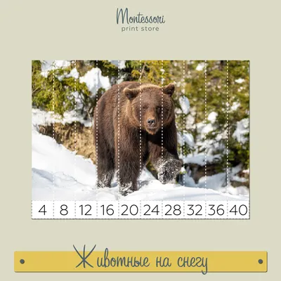 Милая Красная Белка Сидящая Снегу Покрытом Снежинками Зима Англии Животные  стоковое фото ©Giedriius 211437864