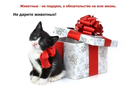 https://shedevrum.ai/post/bb5105ba7c7811eead5e3abd0be4d755