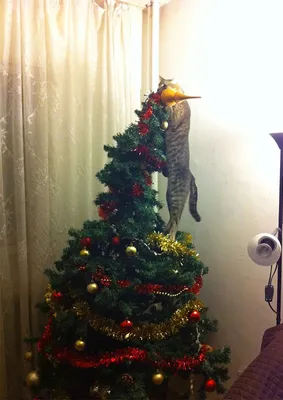 Новый год и домашние животные. 15 новогодних фото котов и собак, которые  решили испортить 2019 год