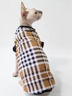 Не дарите животных на Новый год!Почему котенок или щенок — не лучшая идея  для подарка. - Новости Мошковского района