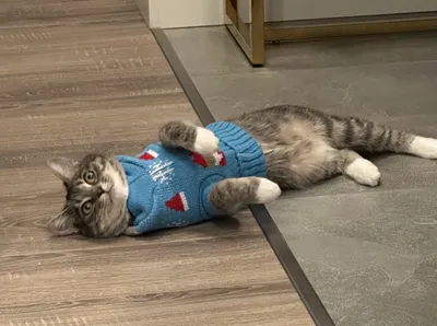 Котёнок на Новый год | Раскраски, Эскизы животных, Рисунки