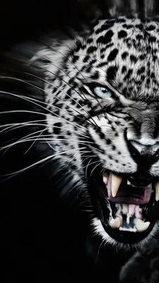 Обои wallpaper iPhone | Papel tapíz de animales, Fotos de animales  salvajes, Ojos de animales