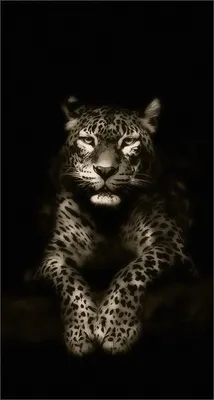 Обои iPhone wallpaper | Cute cat wallpaper, Animal wallpaper, Animals