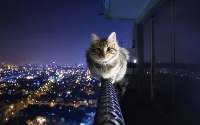 Обои на телефон: Снежный Барс, Кошки (Коты Котики), Зима, Животные, 131  скачать картинку бесплатно.