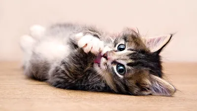 Image Cats animal 1920x1080