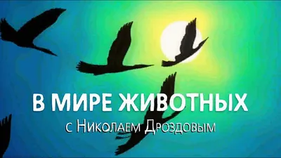 В мире животных заставка - YouTube