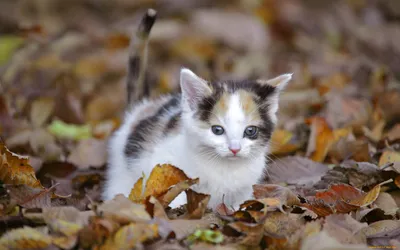 Обои Животные Коты, обои для рабочего стола, фотографии животные, коты,  листья, кошка, осень Обои для рабочего стола, скачать обои картинки заставки  на рабочий стол.