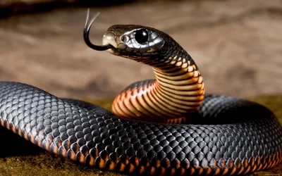 Обои Black Mamba Животные Змеи, питоны, кобры, обои для рабочего стола,  фотографии black mamba, животные, змеи, питоны, кобры, black, mamba, змея,  пресмыкающиеся, чешуйчатые, хордовые Обои для рабочего стола, скачать обои  картинки заставки