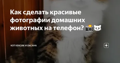 Стикер наклейки на телефон стикерпак стикербук Цитаты Звери Sticker Rush  143419789 купить в интернет-магазине Wildberries