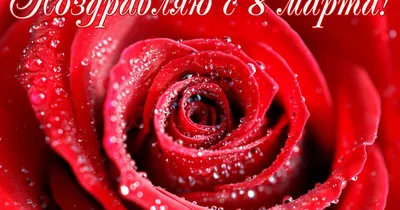 8 Марта: красивые поздравления коллегам и праздничные открытки - «ФАКТЫ»