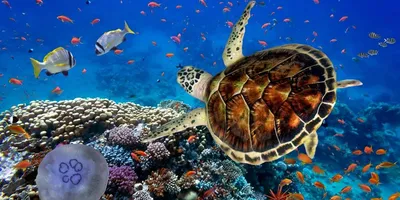 ЧЕРНОЕ МОРЕ: отдых, курорты, цены 2023 - отель BLISS