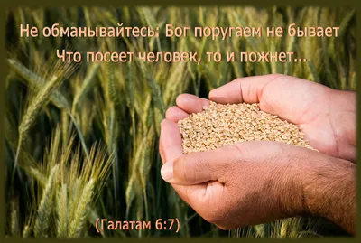 С Праздником Жатвы Христианские Картинки – Telegraph