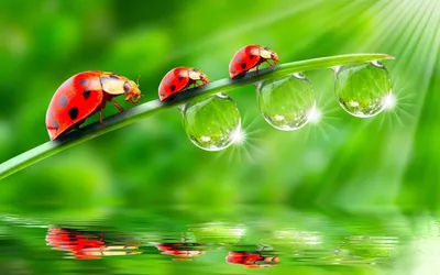 Обои для Wallpaper Engine - живые обои Windows 7, 8, 10