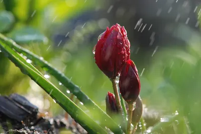 Классные обои на рабочий стол | wallpaper | Дзен