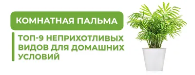 Пальмы, которые идеально подойдут для вашего дома | Домашний сад 🪴 Всё о  комнатных растениях | Дзен