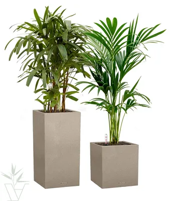 Комнатные растения в СПб🪴 on Instagram: “Идеальное растение для озеленения  и самая неприхотливая из пальм – Ховея Форстер… | Комнатные растения, Пальмы,  Озеленение