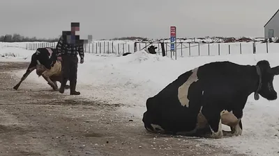 Корова на льду🐄» — создано в Шедевруме