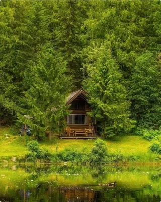 Красивые дома из дерева в лесу - 78 фото