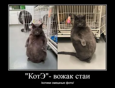 Красивые картинки кошек на аву фотографии