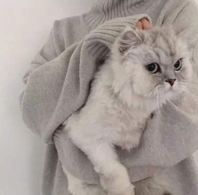 Коты на Аву — Скачать Картинки и Фото