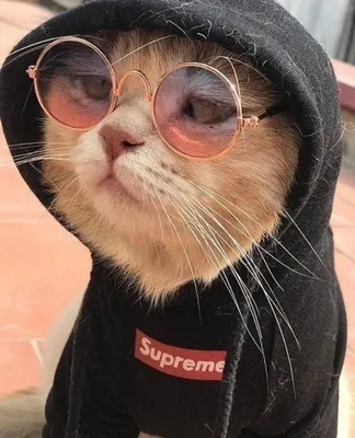 красивые аватарки с мультяшными котиками｜Поиск в TikTok