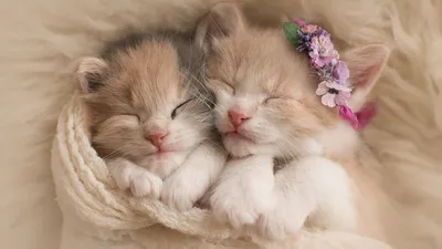 Самые смешные фото котов, которые наделали шума в интернете