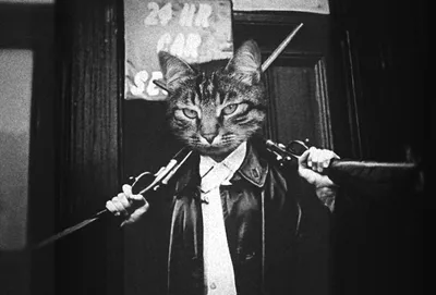 Картинки милых котиков - 75 фото