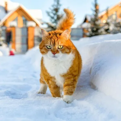 Самые смешные фото котов, которые наделали шума в интернете