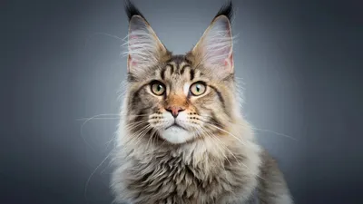 Рисунки котиков красивые - 59 фото