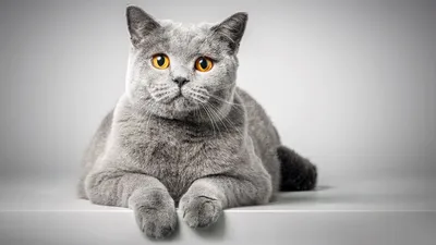 Самые смешные фото котов, которые наделали шума в интернете