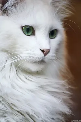 Котик в блестках | Розовые аксессуары, Котята, Милые котики