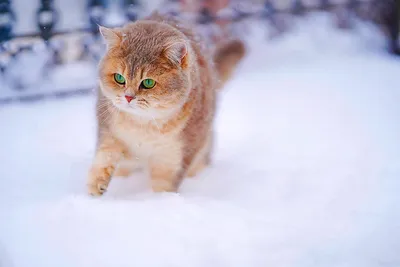 Красивая белая кошка с густой шерстью — Фотографии на аву | Котопес, Белые  кошки, Длинношерстные кошки