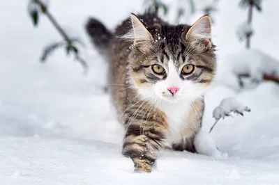Кот и котенок рисунок - 86 фото