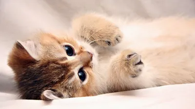 Злые Крутые Черные Говорящие | Kucing dan anak kucing, Bayi kucing, Anak  binatang