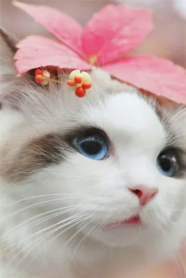 Милые котики на заставку - 70 фото