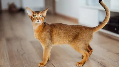 Котята в мультяшном стиле - 69 фото