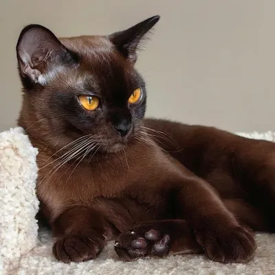 Пин от пользователя ❤️캐서린🇰🇷 на доске аватарки | Милые котики, Котята,  Кошачий дизайн