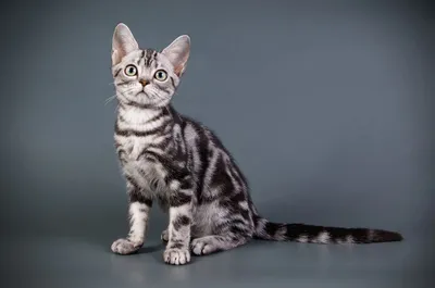 Бурманские коты кошки питомника Воронеж Адалина Стелларе