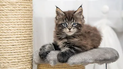 Породы кошек с фото и названиями - 24 самые красивые породы кошек