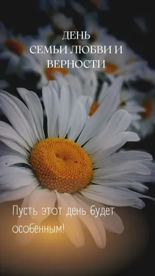 День семьи, любви и верности в Тюмени – 2018: игры, фотоконкурсы и много  ромашек - KP.RU